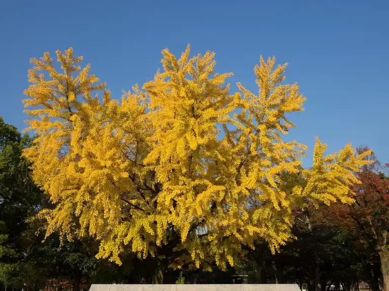 Colorful yellows of a Ginko tree outside the Hiroshima Peace Memorial Museum Hiroshima