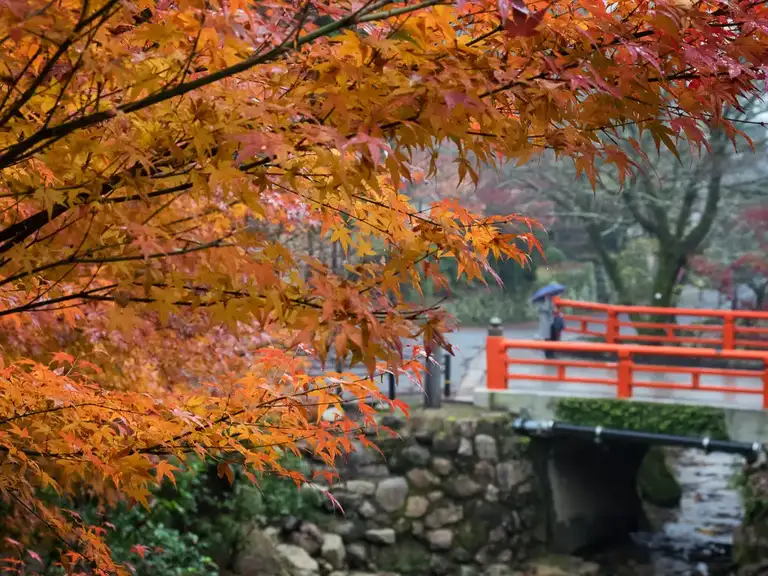Autumn colors and a distance Vermilion bridge near the entrance of Daisho in Temple Miyajima Island