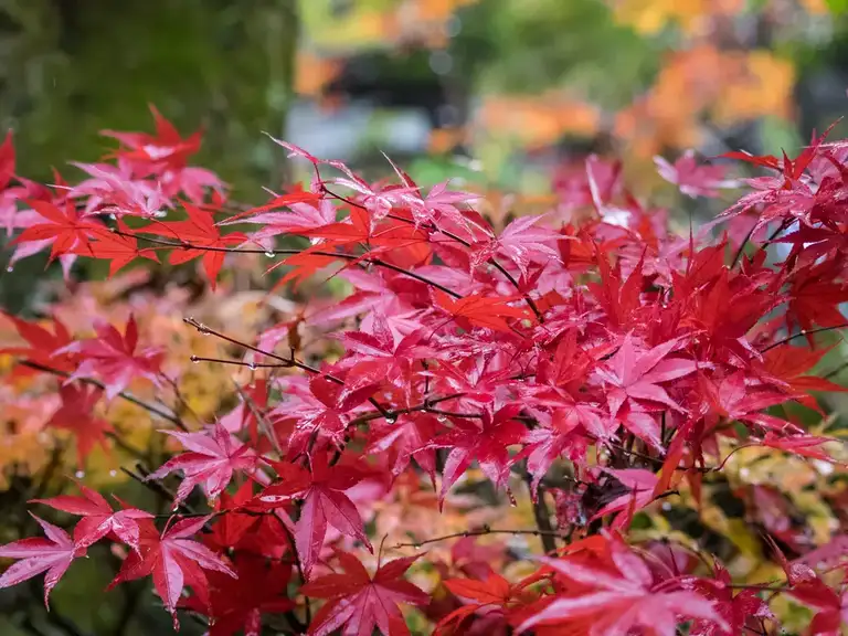 Japanese Red Maple leaves Daisho in Temple Miyajima Island