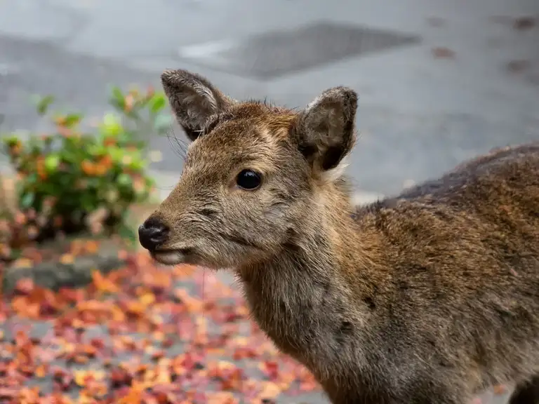 Baby deer with a background of autumn color leaves Miyajima Island
