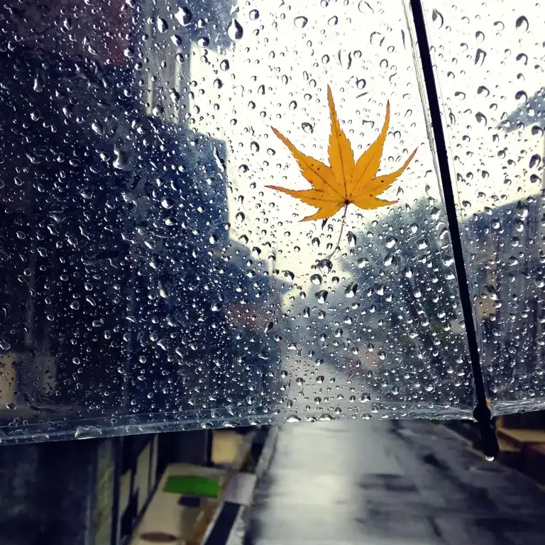 Maple leaf sticks on to my umbrella on this rainy day Miyajima Island