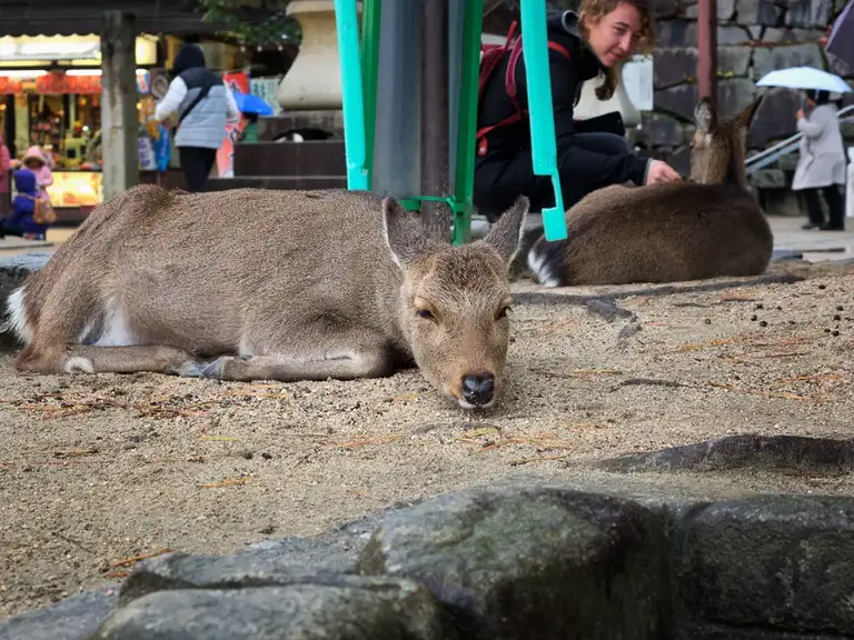  Sleepy deer Miyajima Island