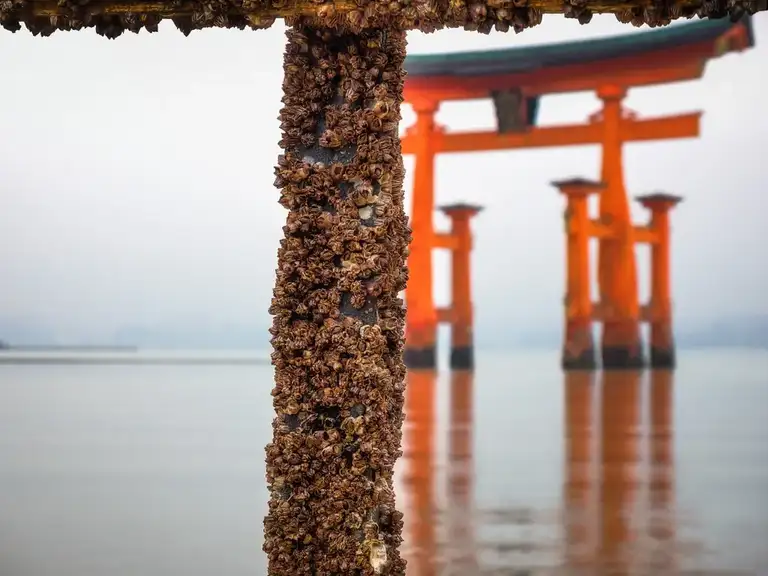 Shell encrusted sign post with The O Torii Gate in the background Miyajima Island